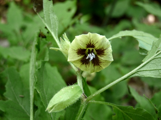 {Physalis virginiana}